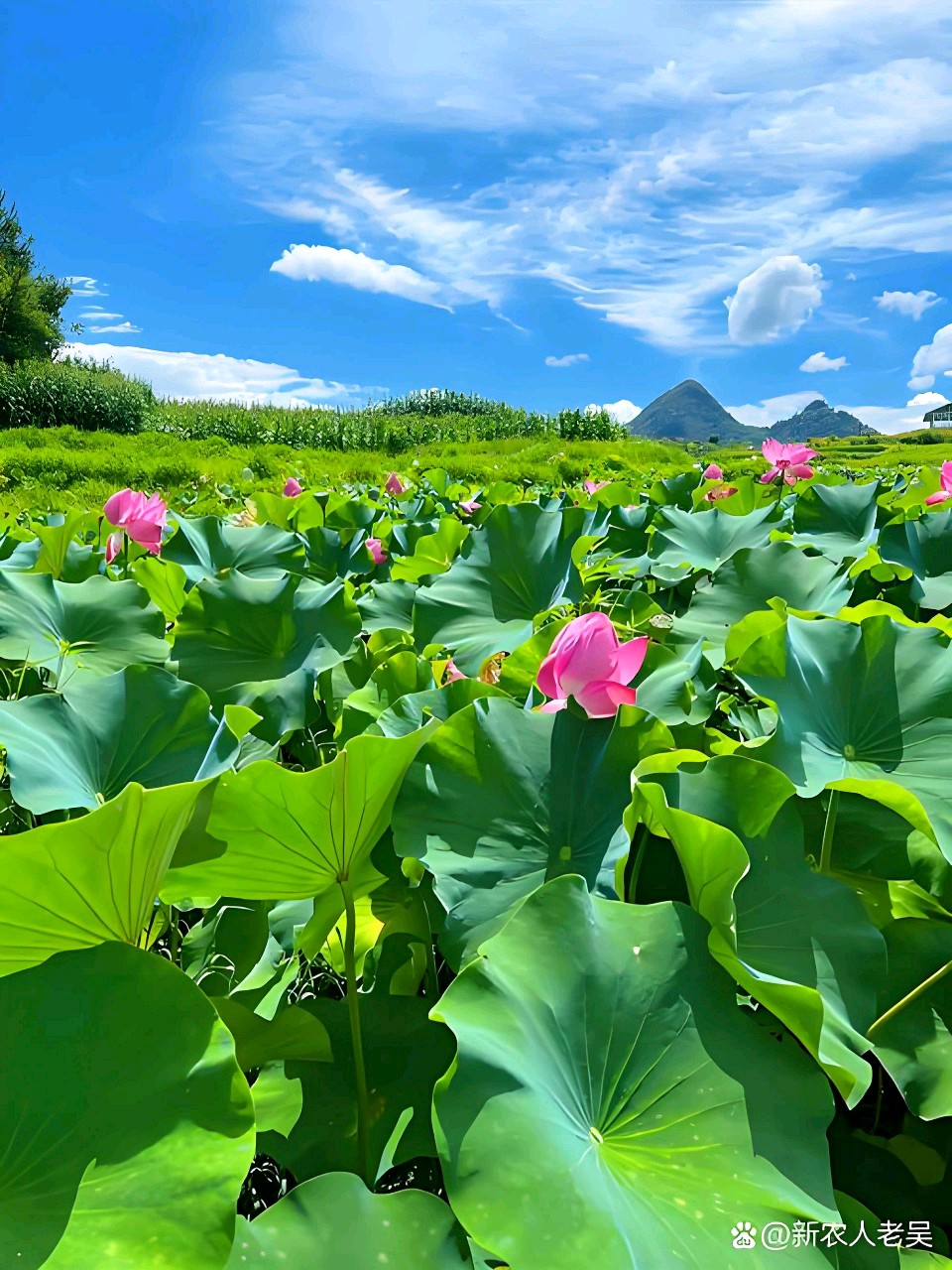 春夏秋冬组诗文/杨春华(江苏连云港)(图5)
