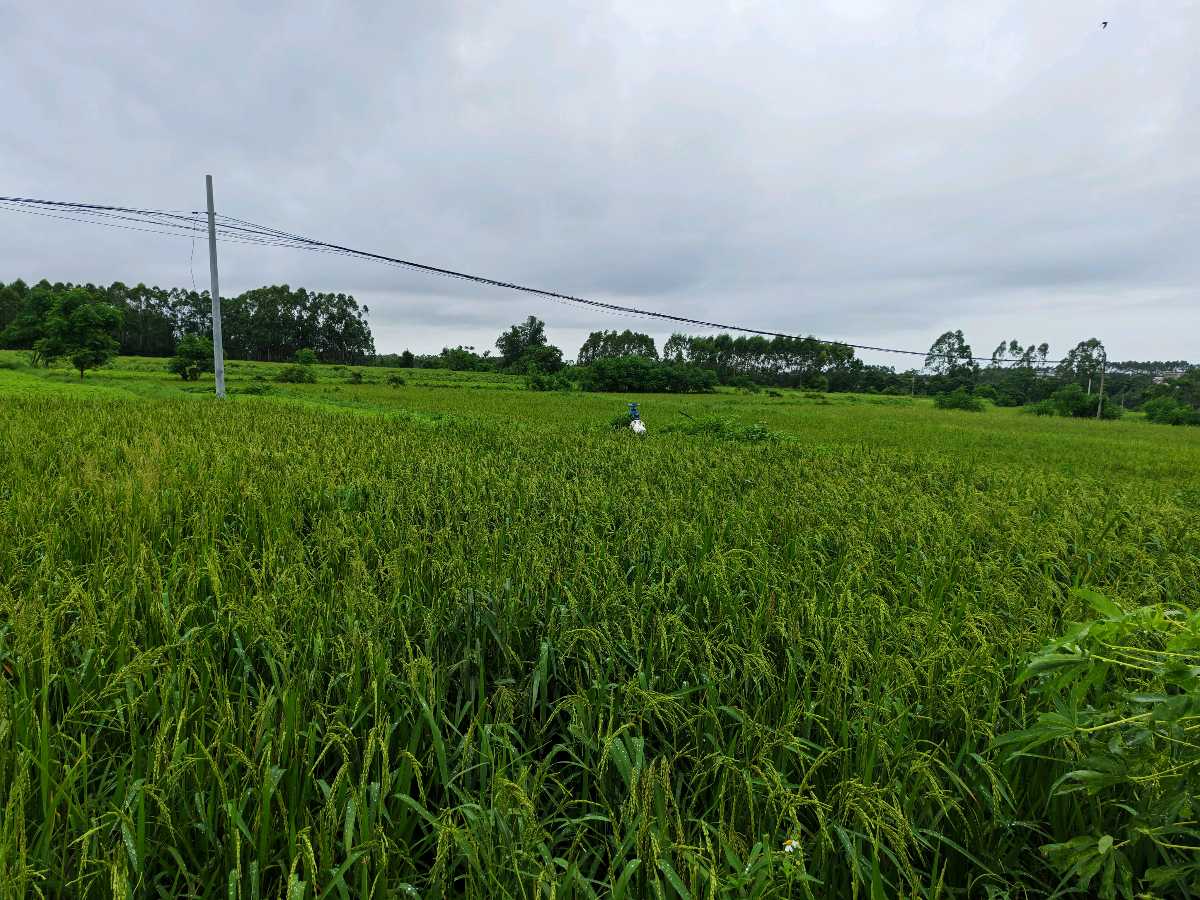 《雨涝巡田》文/邹群（钦州市钦南区作家协会秘书长）（图5）