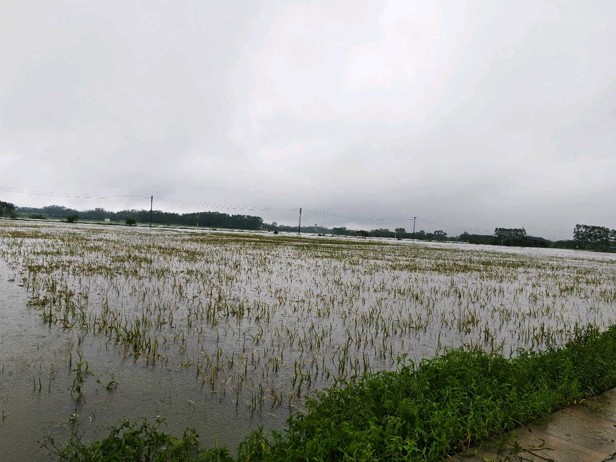 《雨涝巡田》文/邹群（钦州市钦南区作家协会秘书长）（图4）