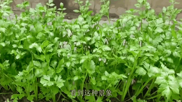 【蓝天白云诗词社】2026年第27期‖诗词合刊(图7)