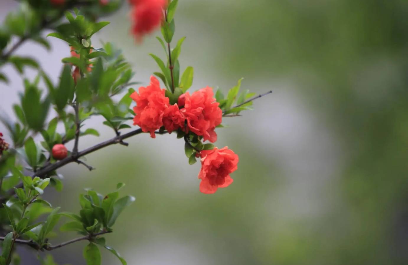 乌夜啼•榴花吟（南唐•李煜体） 作者:王省南（浙江杭州）（图2）