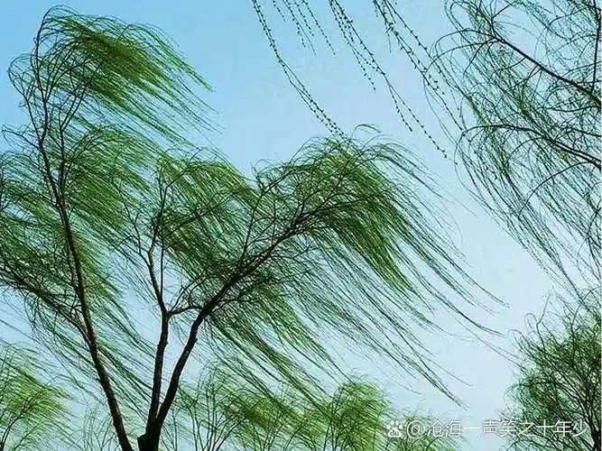 海外头条：《因为风的原故》 文/吴志良（图5）