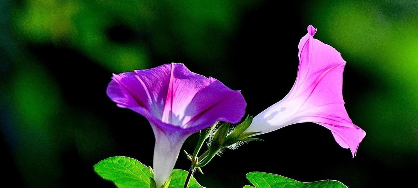 牵牛花的种类、特点和栽培方法（探秘缤纷多彩的牵牛花世界——以夏季花卉观赏为例）_花植网