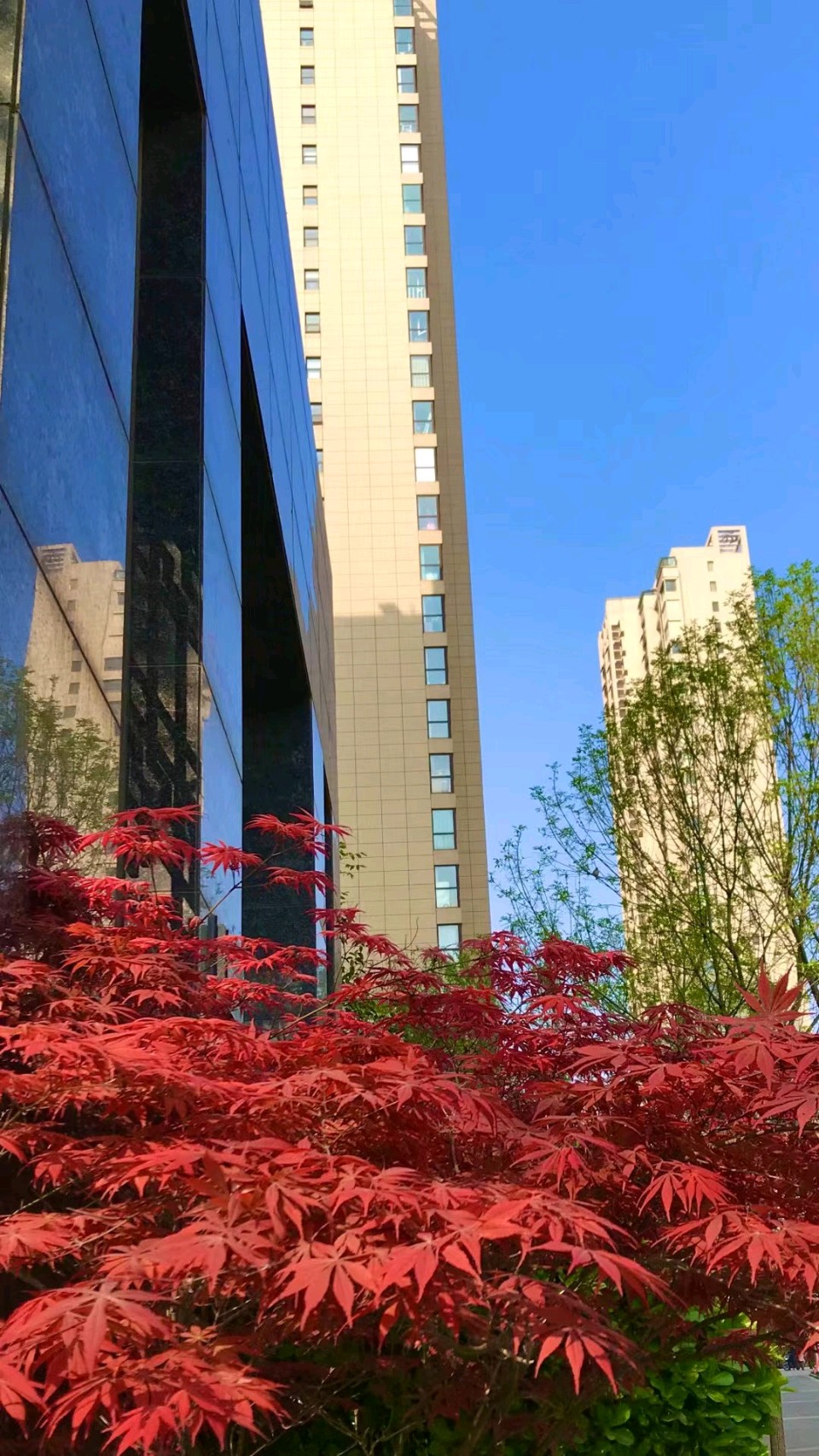 红枫扮家园（图9）