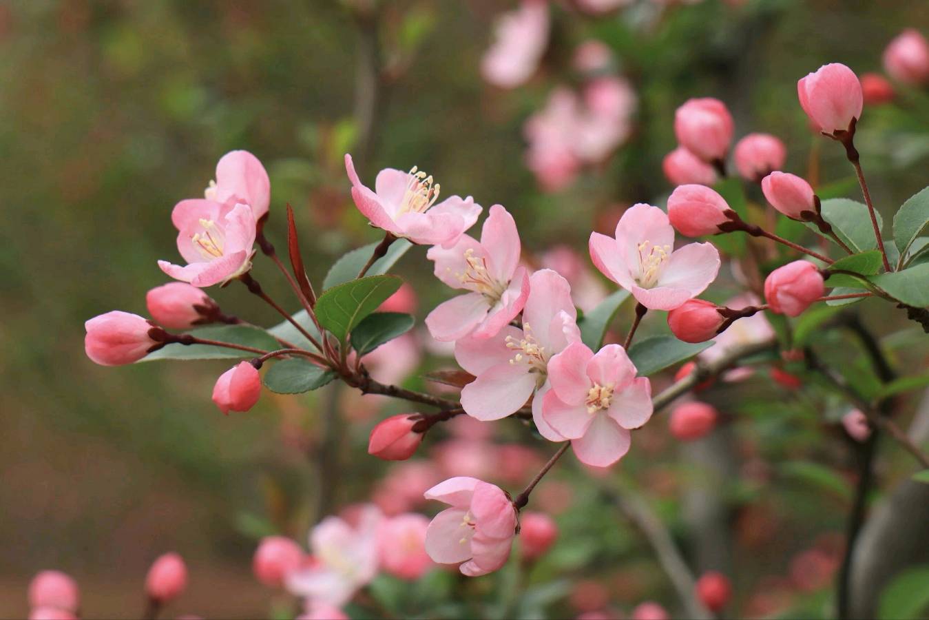 《清明时节海棠树》文/苟双进（图3）