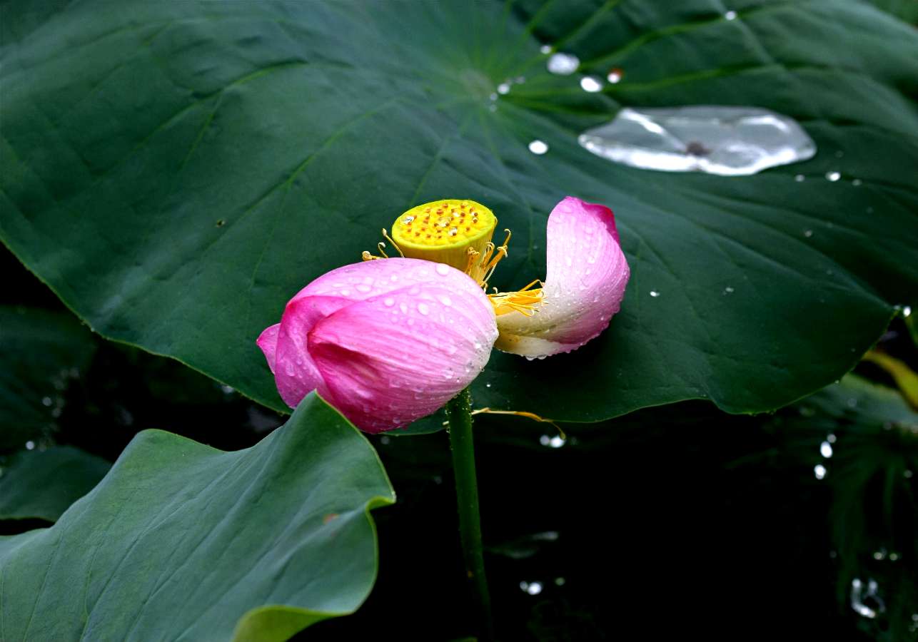 《荷花·雨滴》（图7）