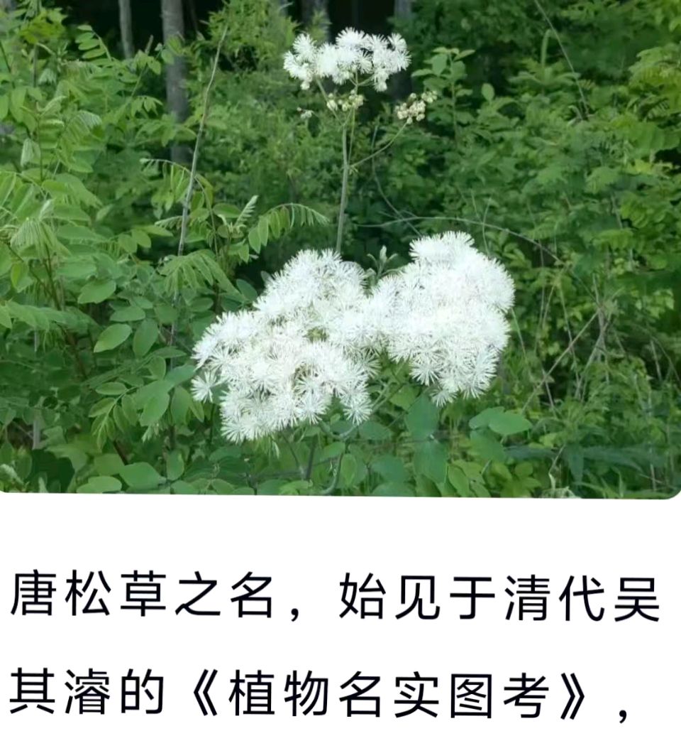 《素雅唐松草》实力诗人/赵新洪、增色/董新华、金牌主播/凤珠。（图7）