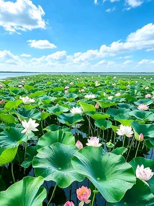 【都市头条向幸福出发编辑部】第16299期 行香子·夏日安生华侬农（上官）（图10）