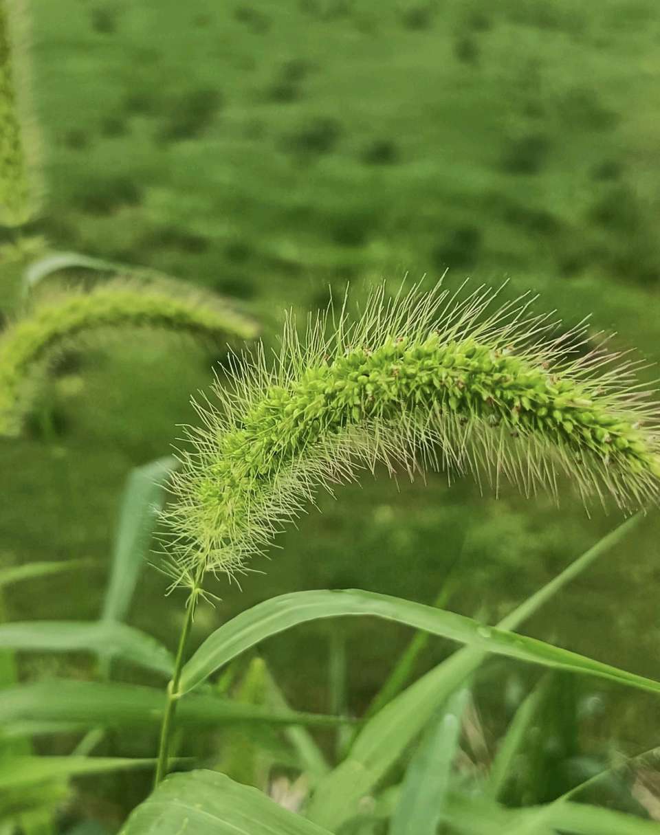 狗尾草(外一首)/作者:关怀宪(图4)