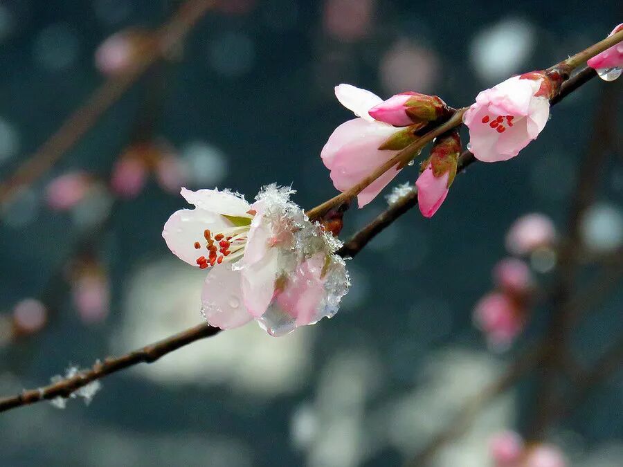 【雪中桃花摄影图片】生态摄影_太平洋电脑网摄影部落