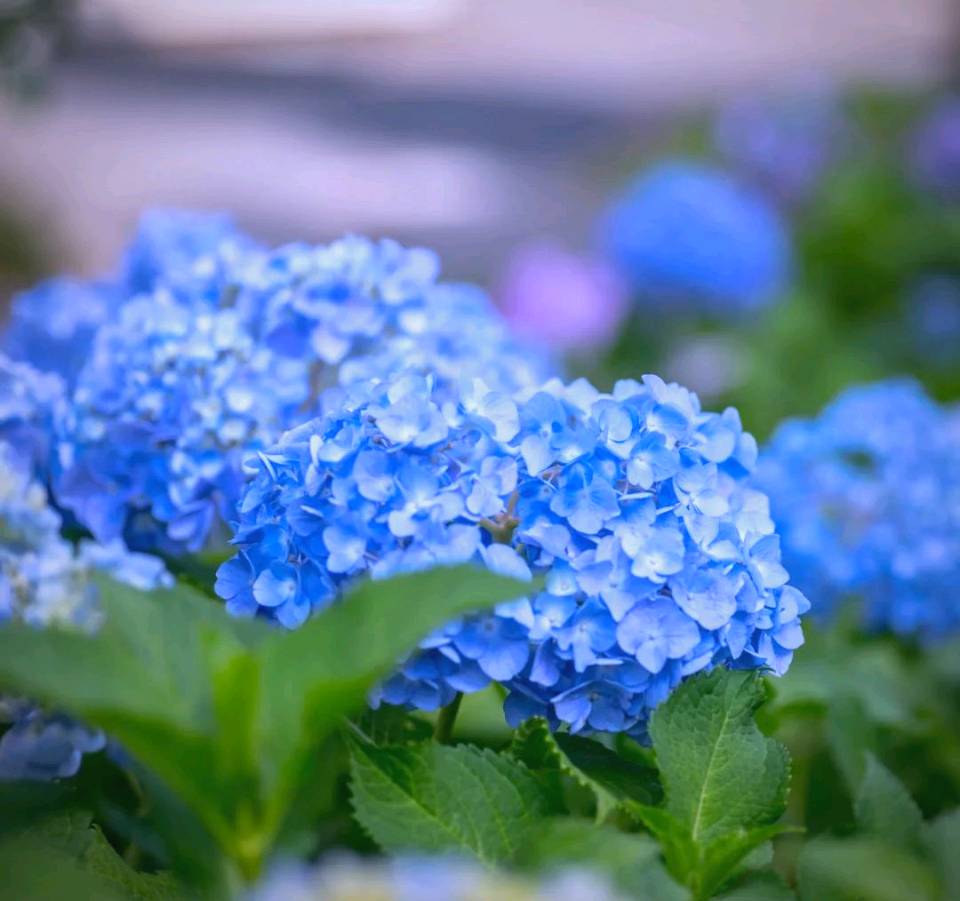 【明心文学】水川/百花争艳组诗（47）七律四首 主播/云雾（图5）