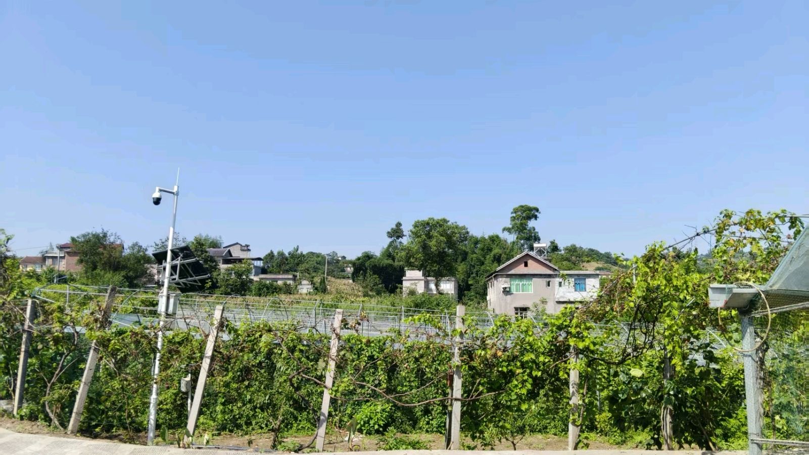 走访农庄纾困解忧 志愿助力乡村产业振兴（图2）
