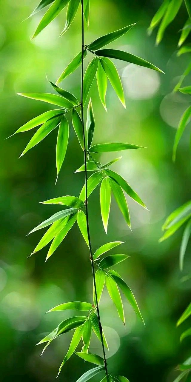 【新山东文学社】《翠竹清幽》作者/张秀祥 主播/墨兰（图3）