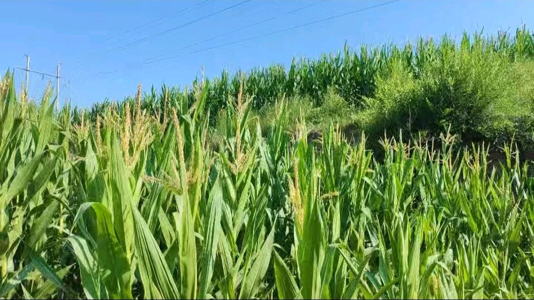 走访种养一线 助力乡村振兴（图3）
