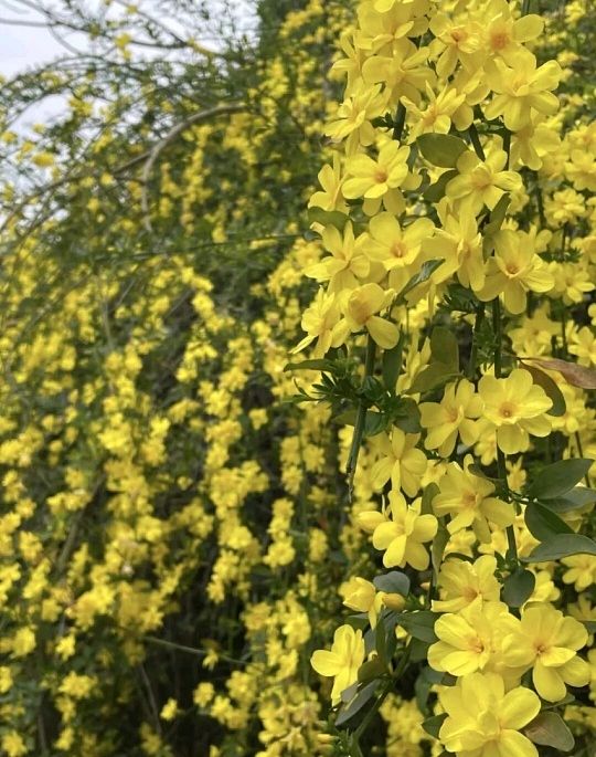 【都市头条向幸福出发编辑部】第16356期 一花七咏·迎春花(第一期)华侬农(上官)(图10)