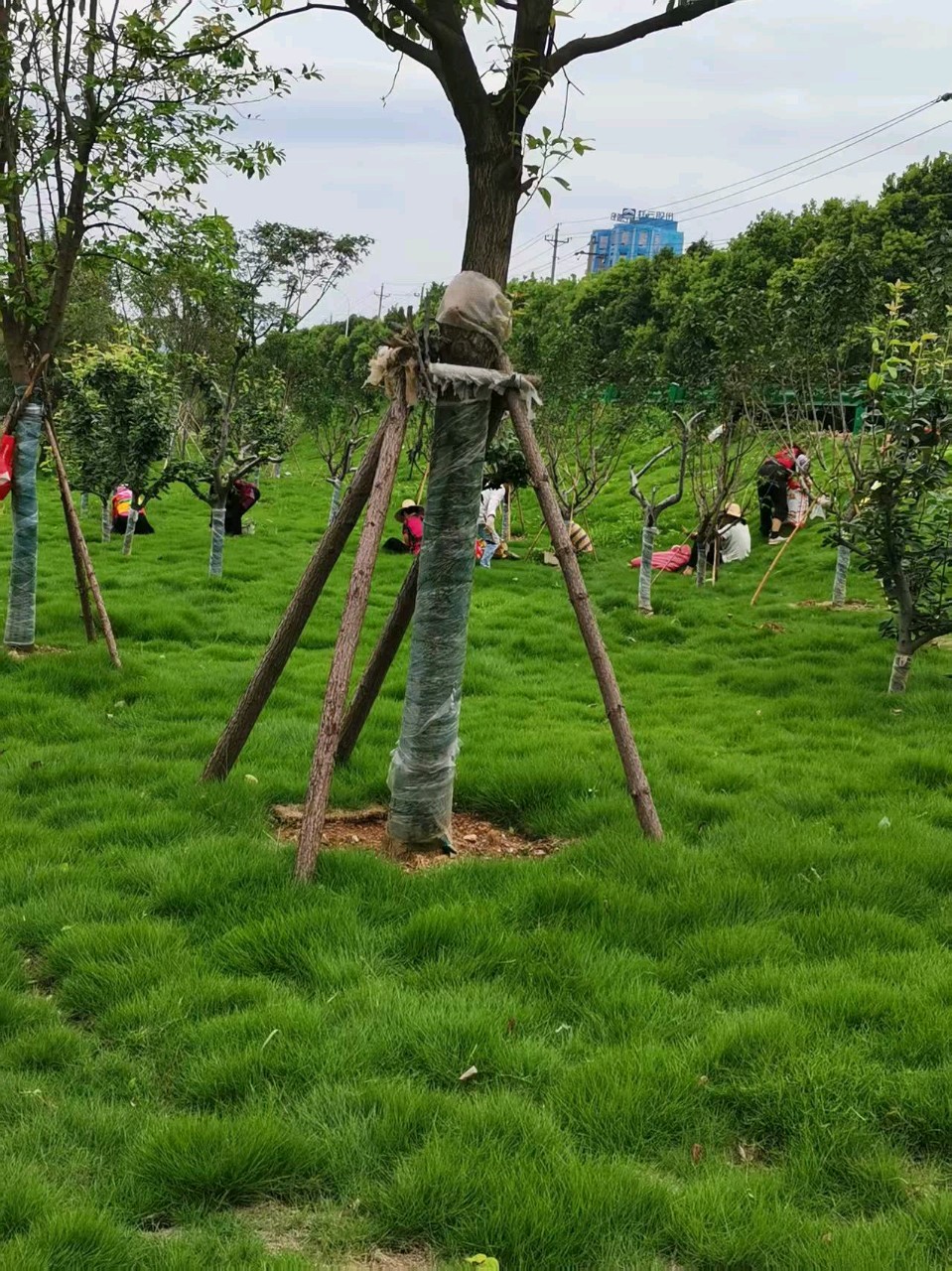 蔡秋容《八一建军节致敬我的北海舰队老兵丈夫陈刚》（图7）