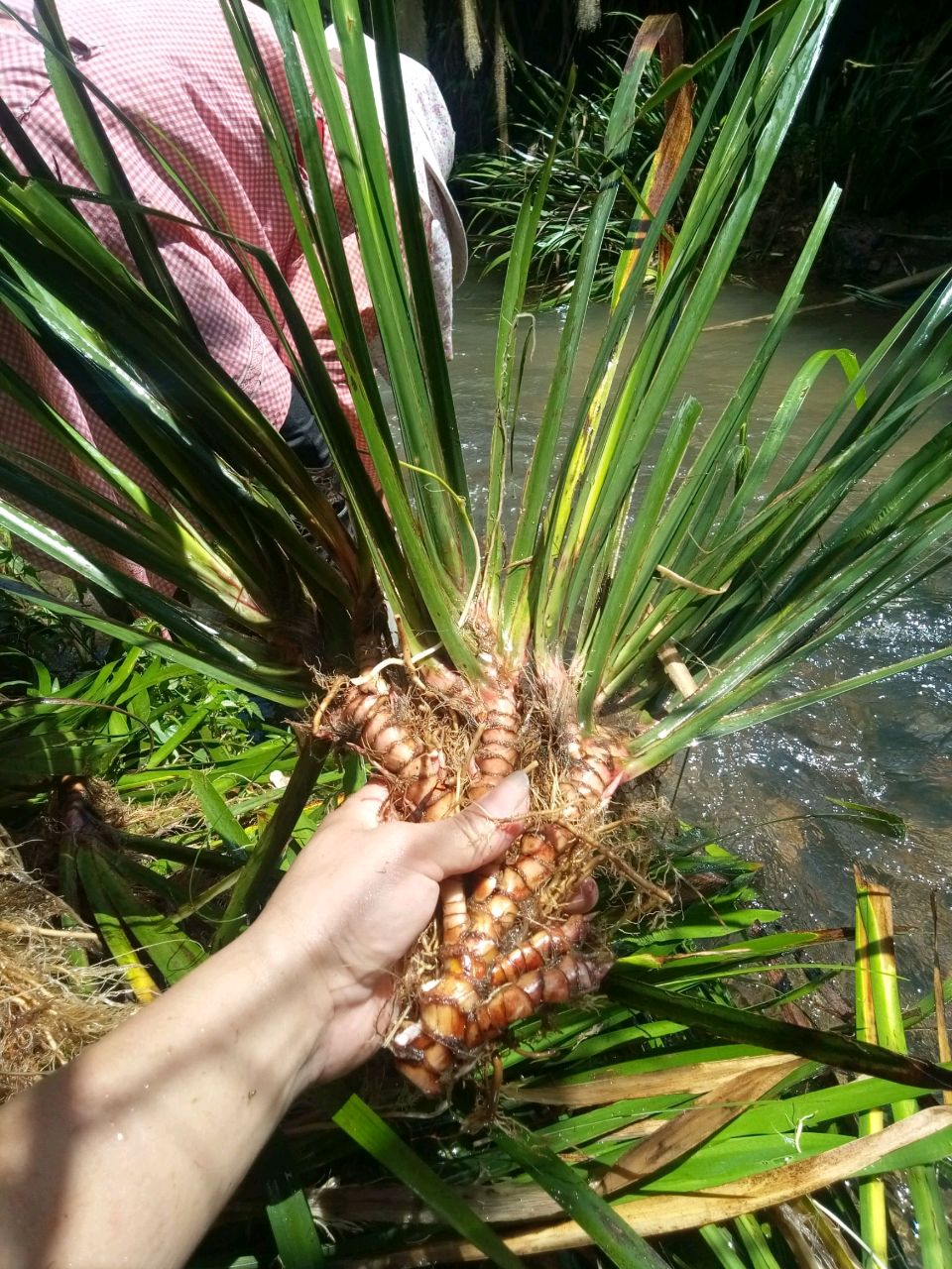 《洁雅菖蒲草》实力诗人/赵新洪、金牌主播/凤珠。(图11)