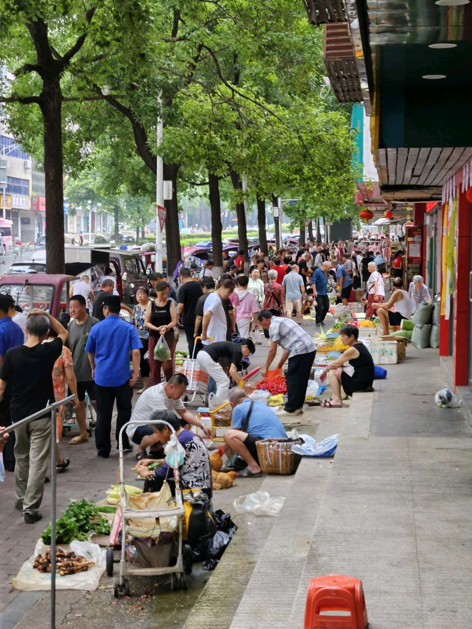《观花》文/苟双进（图3）