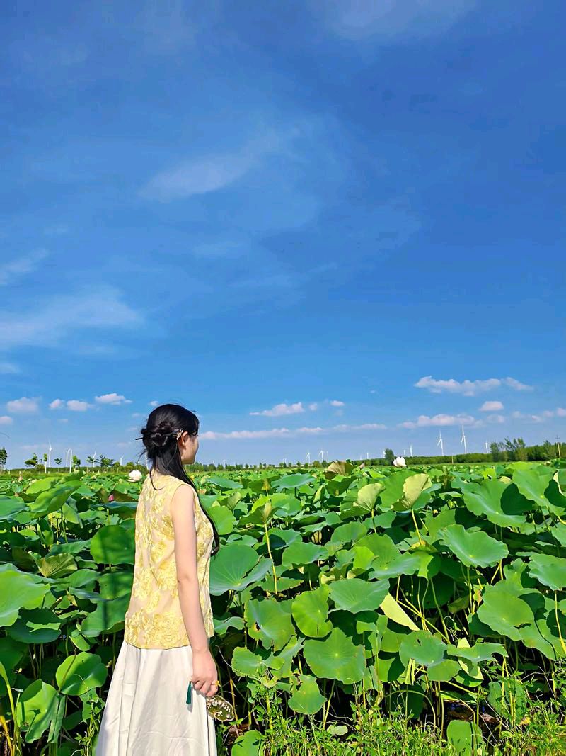 少女赏荷（外一首）作者:田兴才（图2）