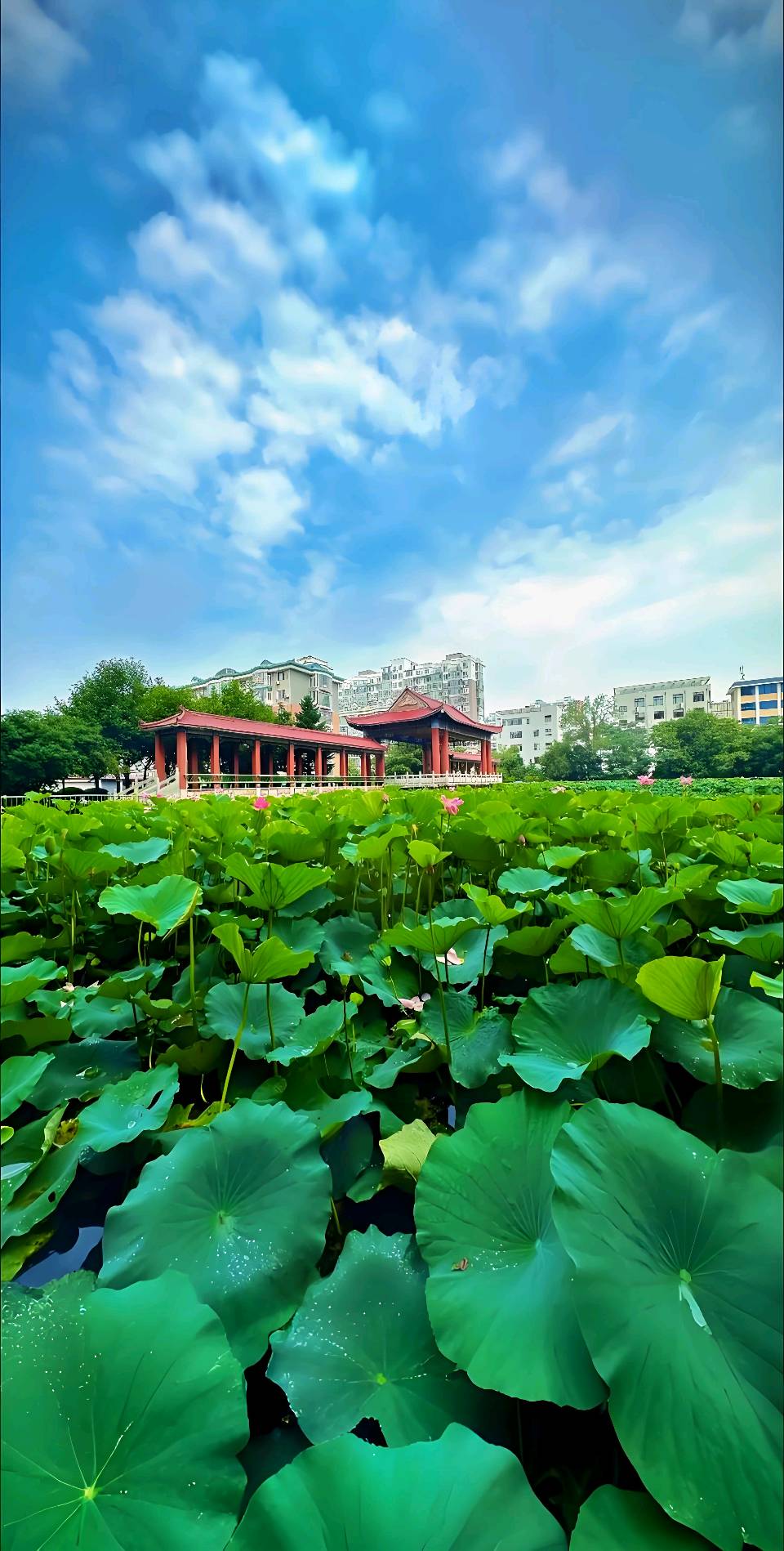 聆听 ‖ 蓝莓朗诵《力润心音》作者/时光若蘭（图7）