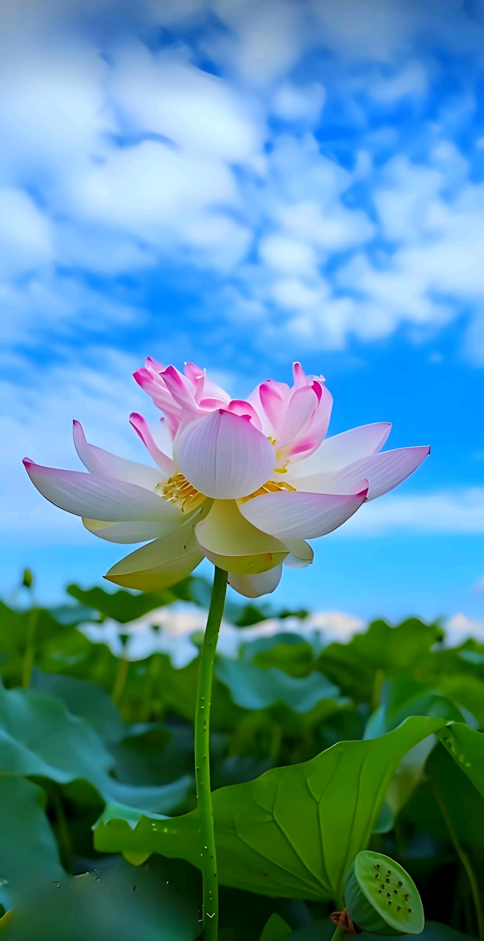 聆听 ‖ 蓝莓朗诵《力润心音》作者/时光若蘭（图4）
