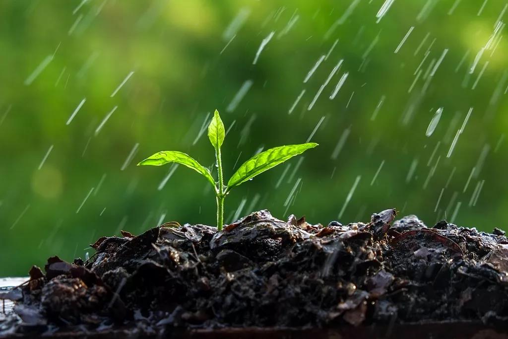 雨水时节：甘雨时降（图4）