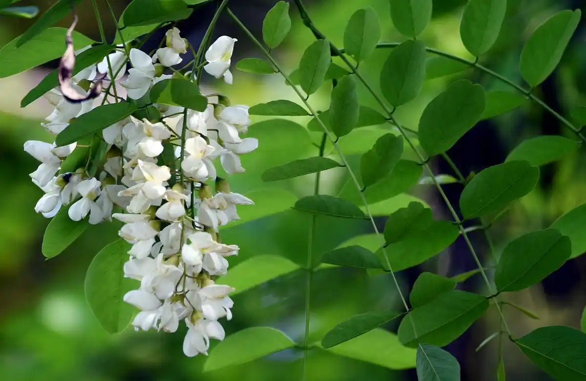 聆听 ‖ 小草朗诵《北京夏季槐花香》作者/任学路（图5）