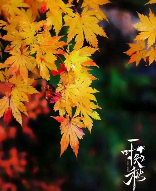 《山水怡情》文学社NO38期 蝉鸣残夏辞三伏；叶落新秋入半窗。（图16）