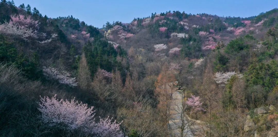 桃花寨,玻璃桥(第2页)_大山谷图库
