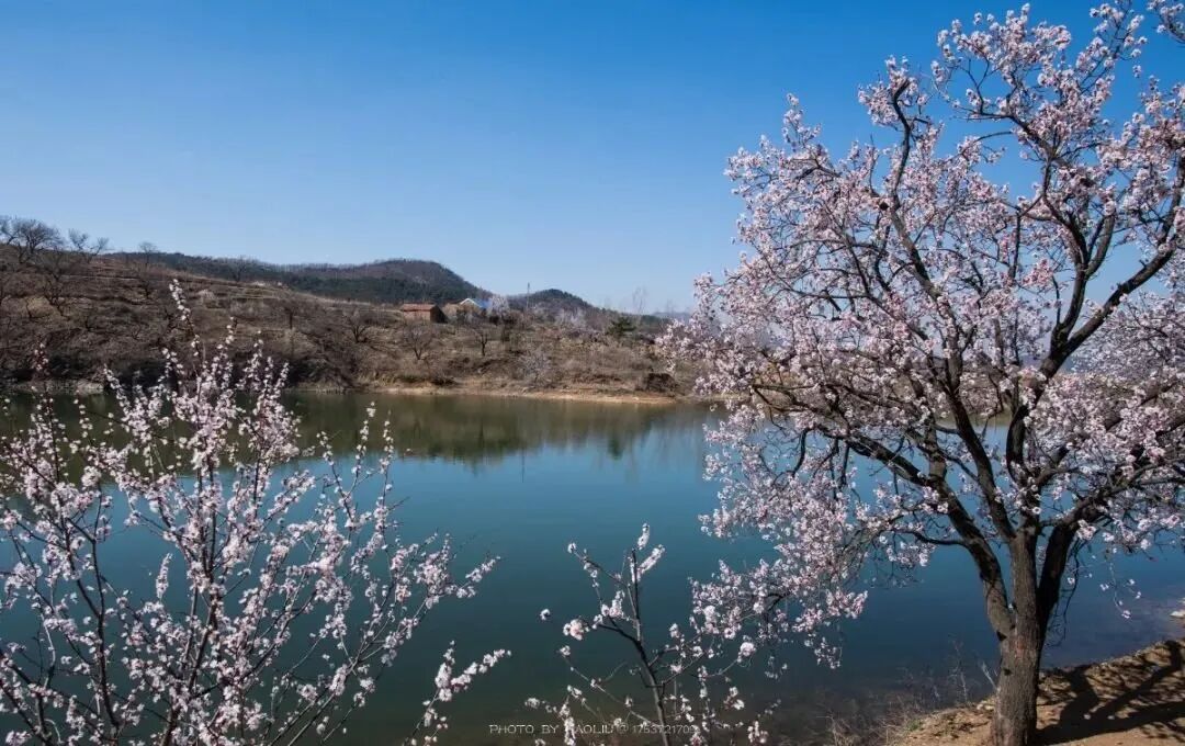 一树红杏花出村来|杏花村|杏花|石沟_新浪新闻