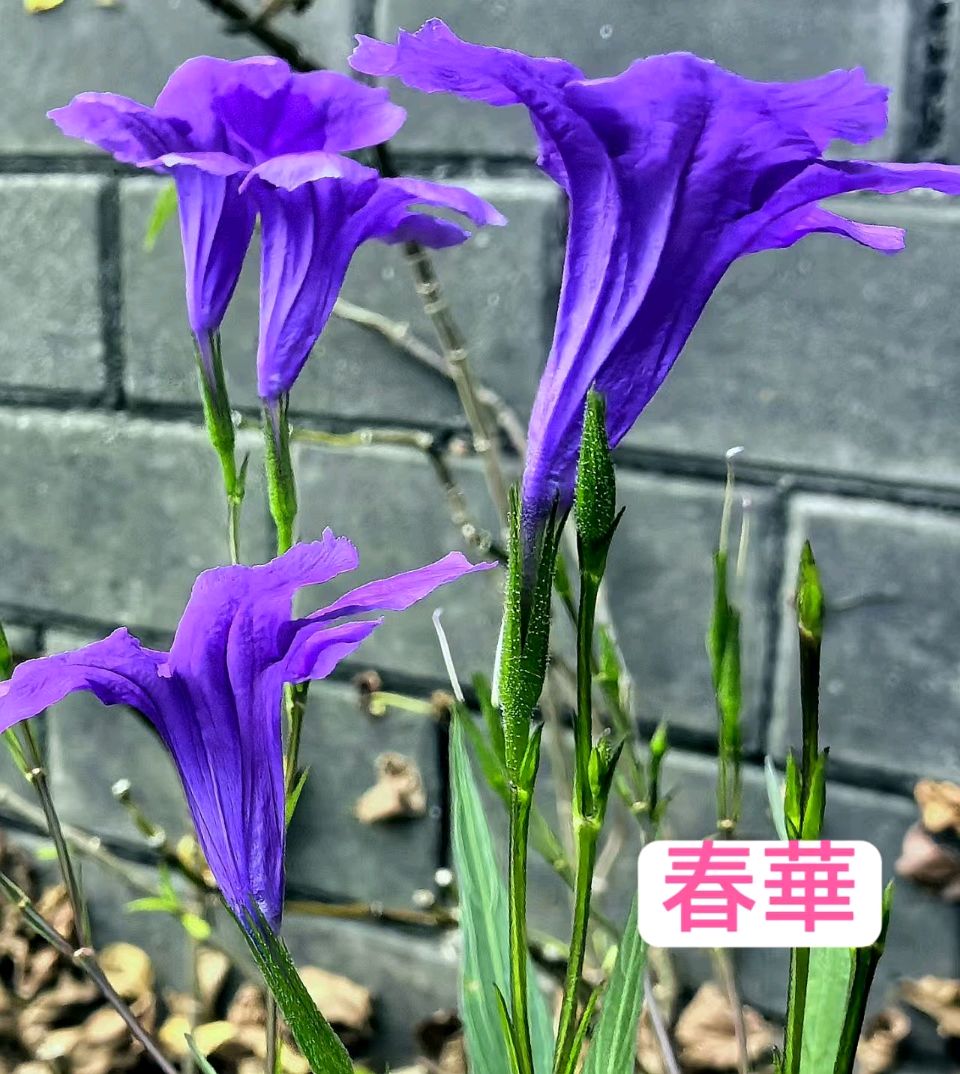 暑退初秋.千畦沃野垂金穗-风携雅韵.万里山川伴玉章∥耀华.唐江.班镇.天华.忠才.飞鹏.金耀.兴华.继斌.昇寿.美凤.小草.兰生.金穗.生哥.凤海.在坤等佳作…(图27)
