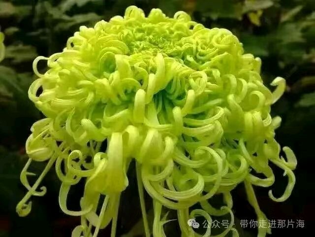 星月篇(96)，秋是因为才有的所以（图2）