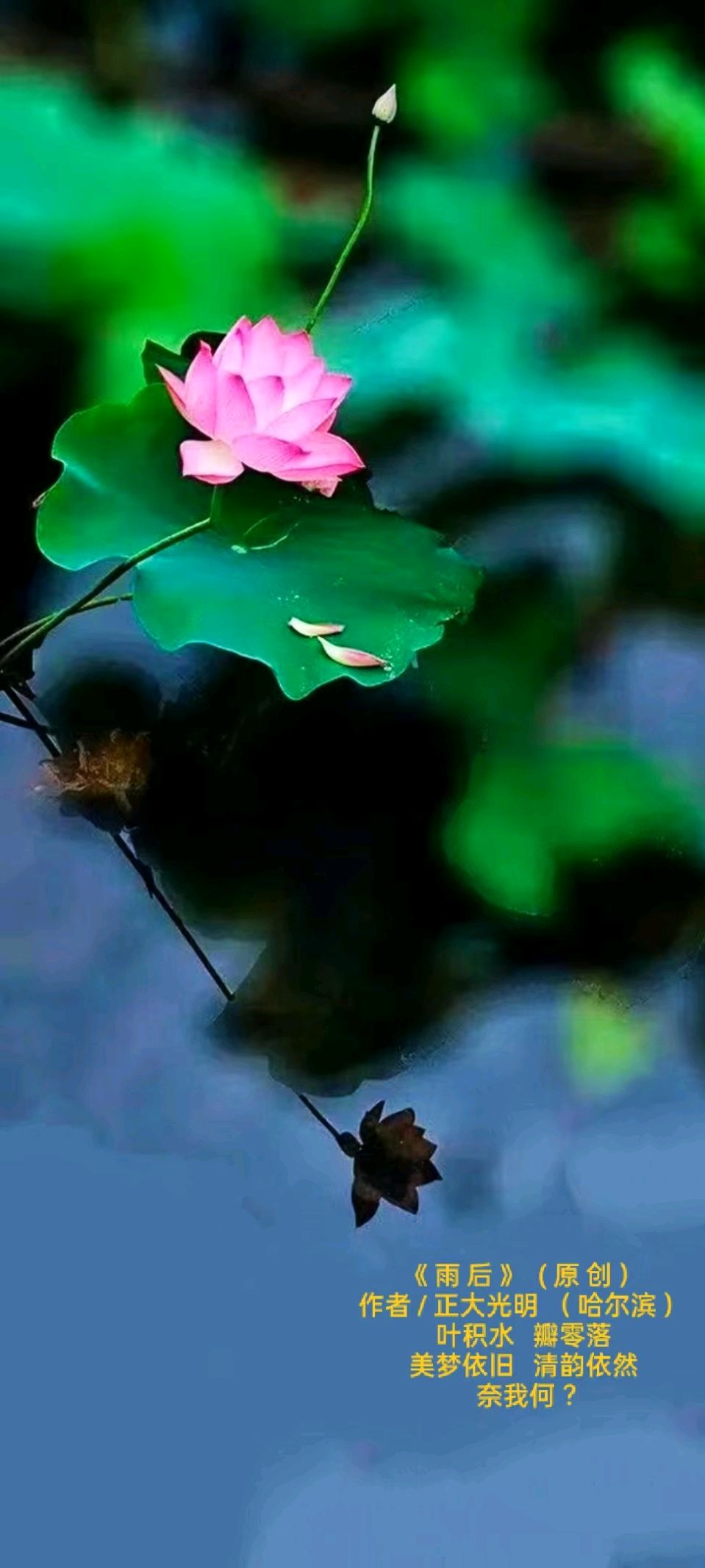 题图微诗一组《荷风》作者/正大光明(哈尔滨)(图3)