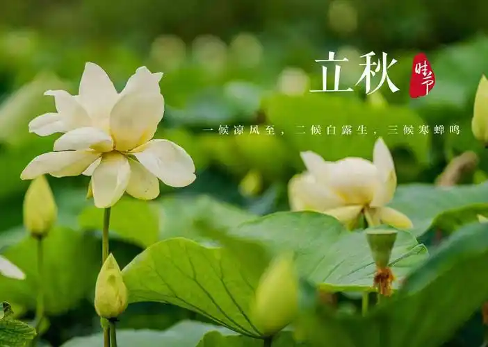 郑占荣2026年秋日纵歌之五七律二首（新韵）1.枫韵飘香2.赏枯荷
