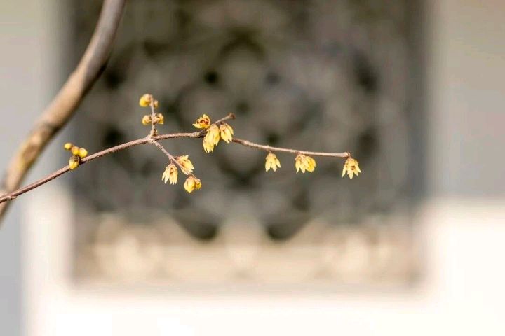 《梅花书院集咏》诗人朱建美 中华诗经阁编委（图8）