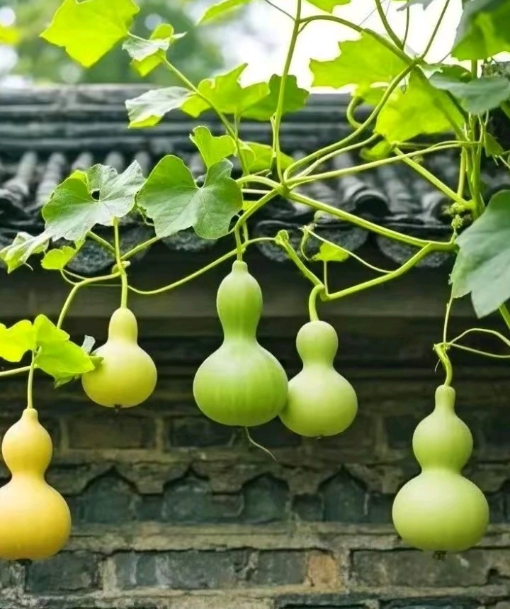 春华秋实//作者//唐增虎（山东）（图5）