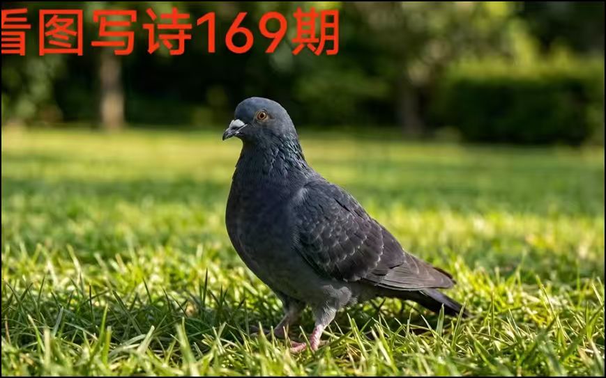 (看图写诗）自由体《绿茵上的黑鸽子》作者:连振华/广东乐昌（图18）