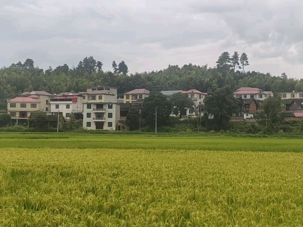 【作家版精品】路溪，我永远的故乡 作者：刘有良（图8）