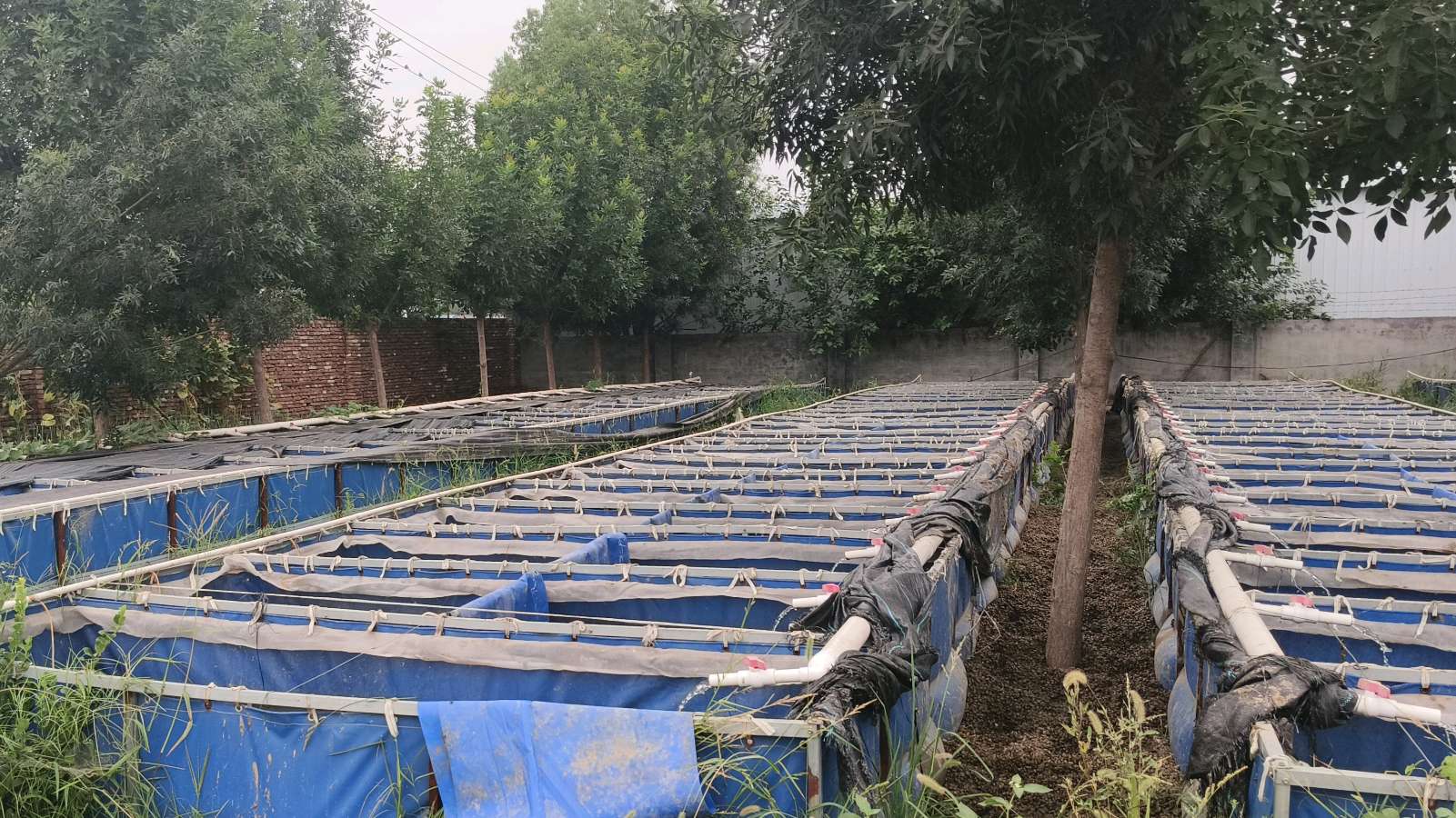 水蛭养殖基地兴 饮片产业促增收