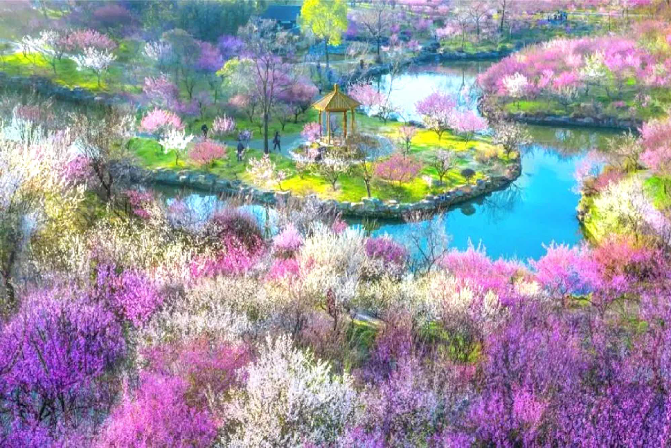 春日赏花何处去?快来打卡这22处赏花地