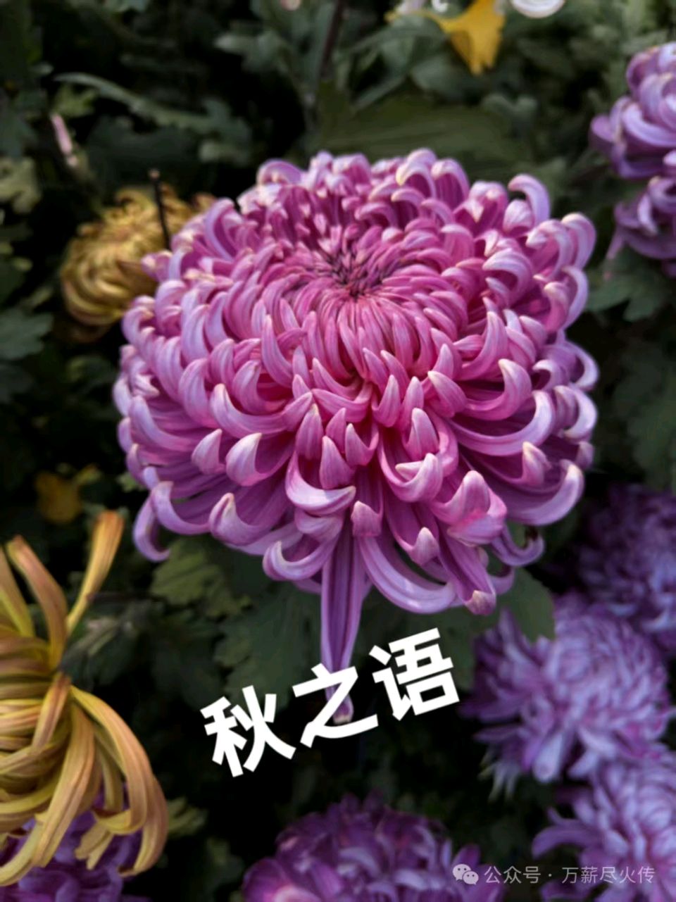 星月篇(97)，秋轻轻地叩响了我的心门（图2）
