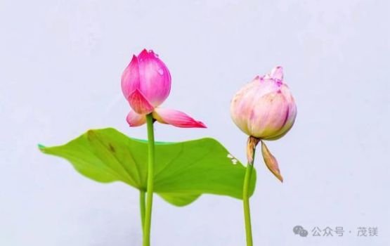 【北京头条】临沂市老年大学国学诗词班作品辑（十八）（图20）