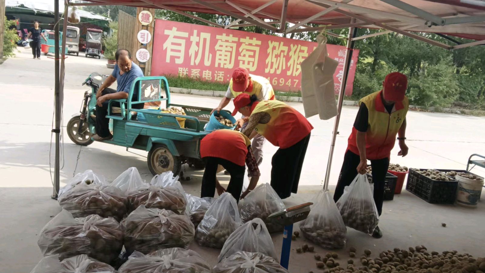 果香满园迎丰收 志愿走访助农兴