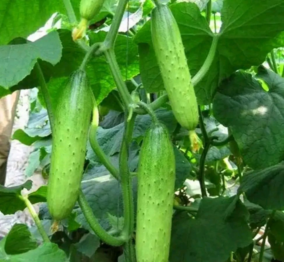 王芹：一畦青菜度流年