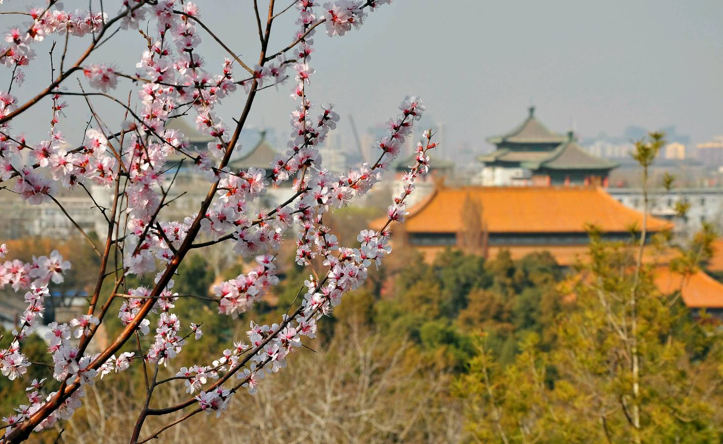 《🇨🇳中国人民诗刊》《中国人民诗社》(第4205期)百花齐放:姹紫嫣红(图13)