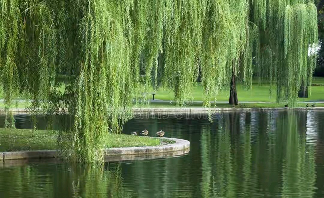 秋风一缕送吉祥，雨润清秋好时光，浅秋晨起寄祝愿，愿风雨化好运，烟火寻常暖，所求皆所愿，岁岁皆平安（图7）