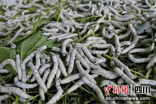 微型散文诗《秋蚕》（图2）