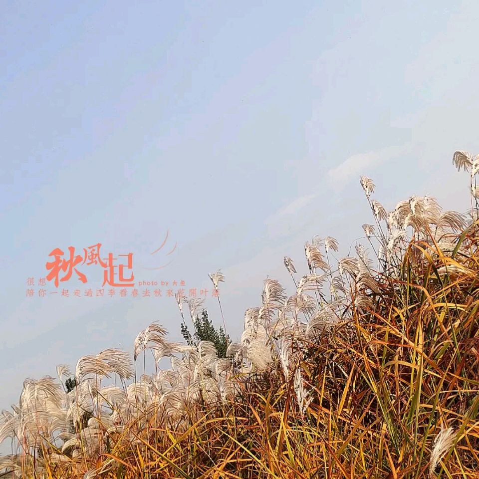 《海天诗画》名家精品采桑子•秋风写意词‖许碧霞（江西）