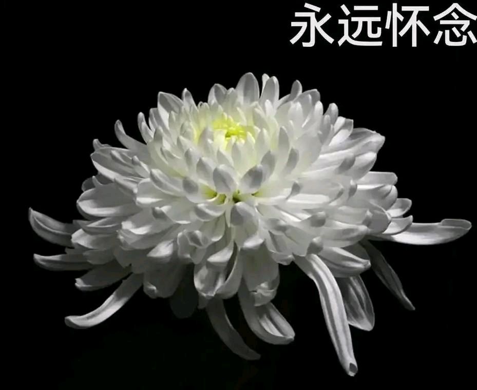 【缅怀】何华//悼念朱镕基[二首]（图5）