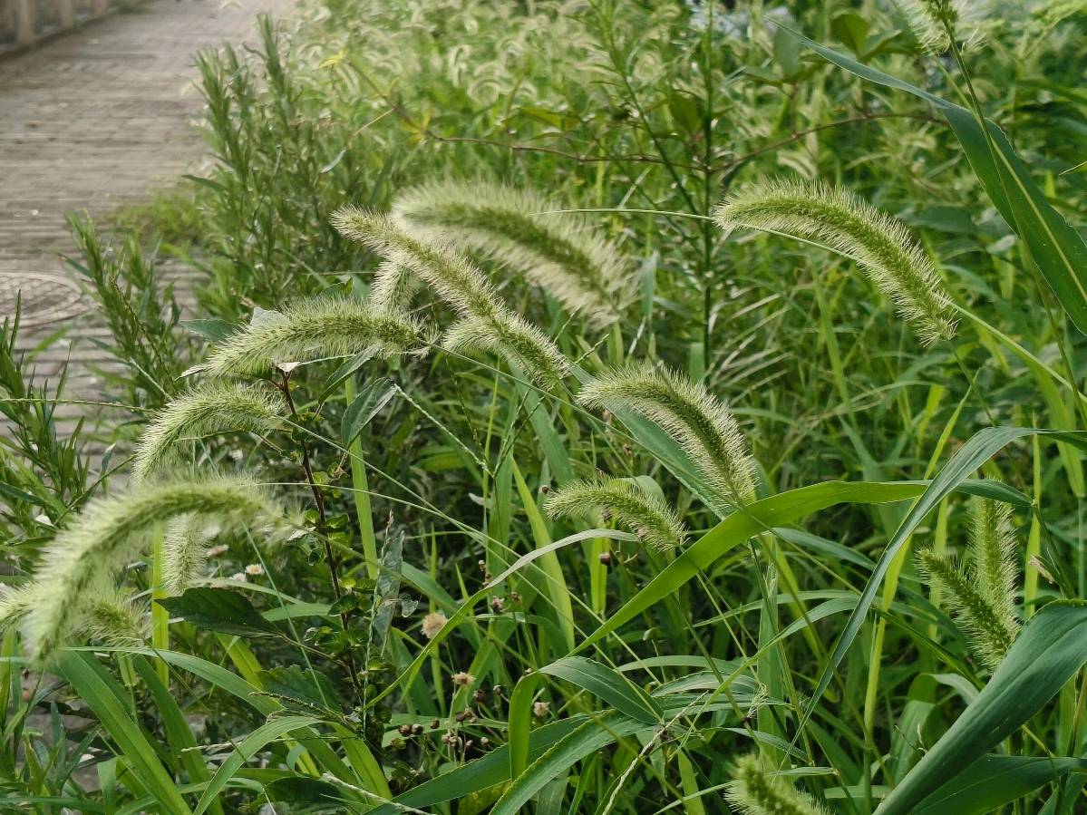 3223.有狗尾巴草的地方文/林水火（福建）（图4）